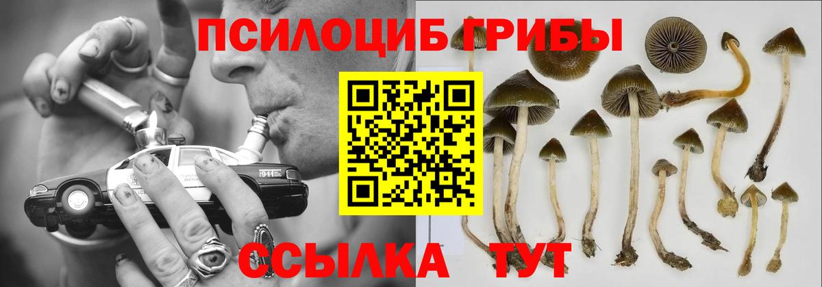 Галлюциногенные грибы Cubensis Асино